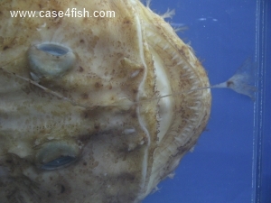 Foto Galerie/Lophiiformes/Lophius piscatorius/Lophius piscatorius_06_S.jpg